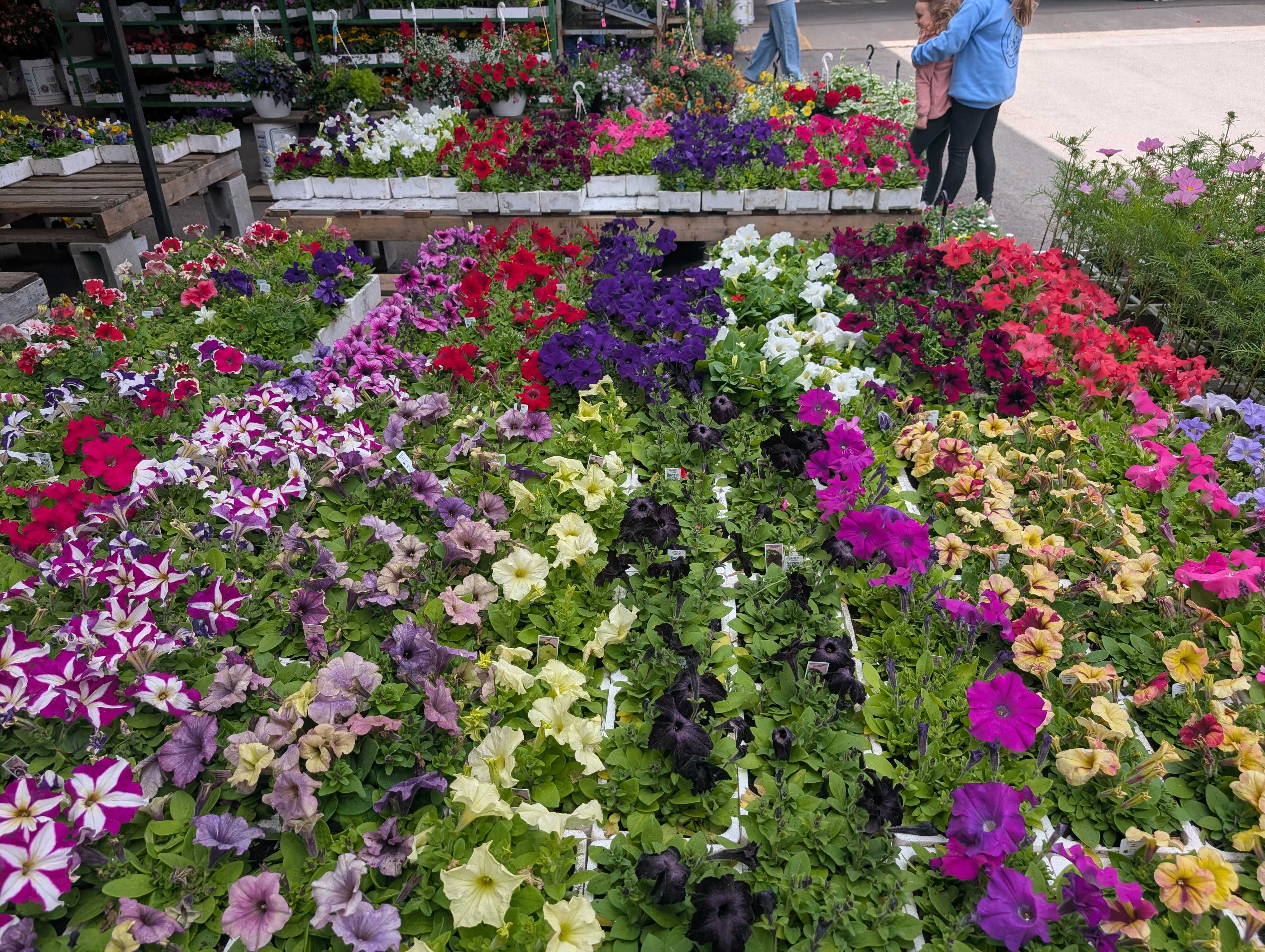 A huge table of flowering plants at Jean-Talon Market
