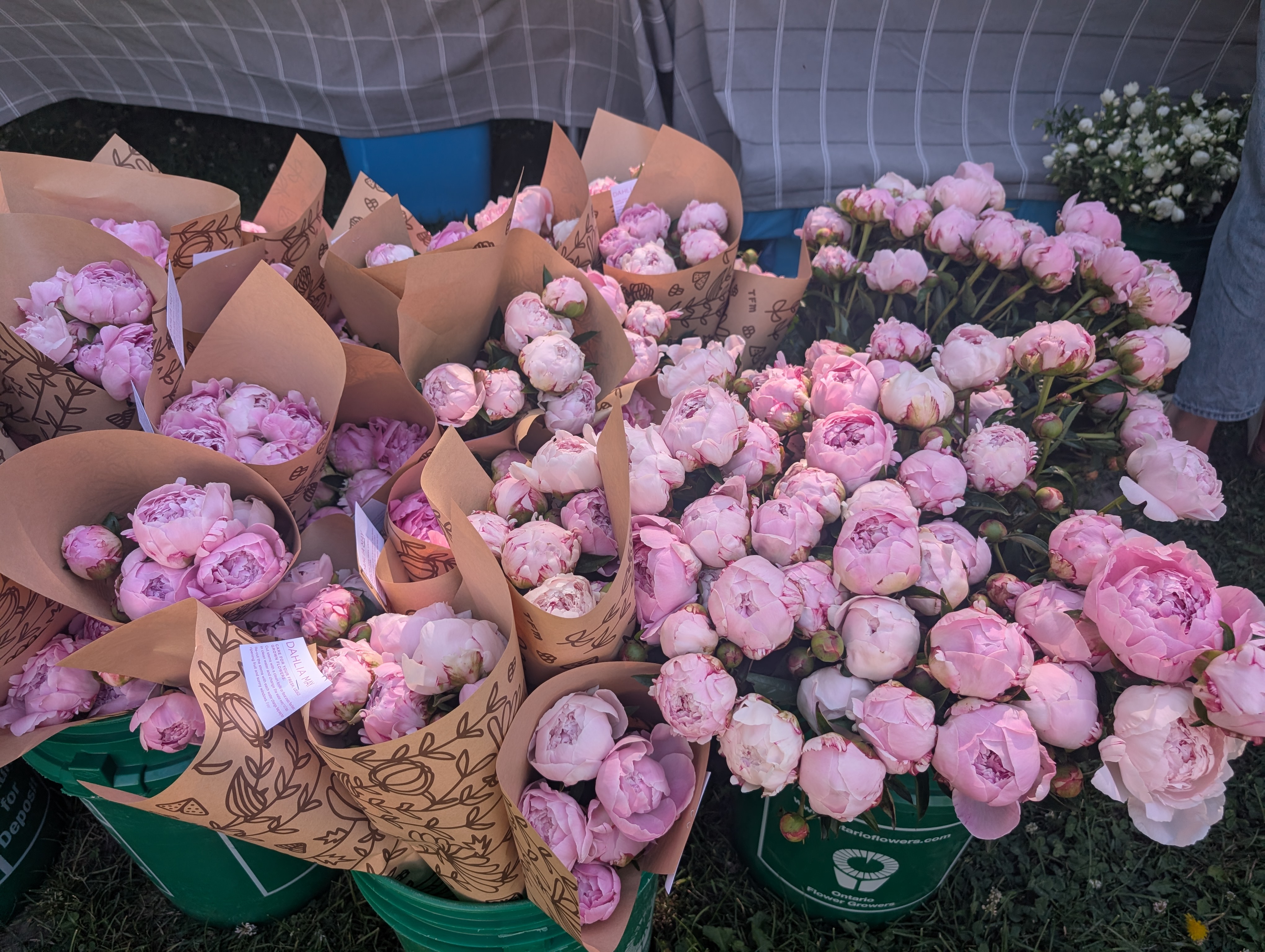 More peonies